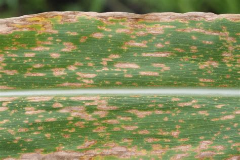 Southern Corn Leaf Blight In Fall Corn Texas Row Crops Newsletter