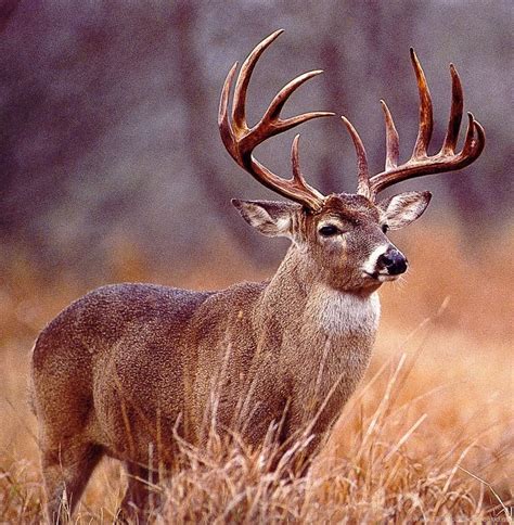All Deer Hunting Backgrounds Images Pics Comments Facebook