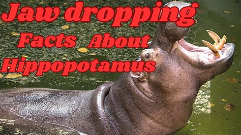 Jaw Dropping Facts About Hippopotamus 2nd Largest Animal On Land Can