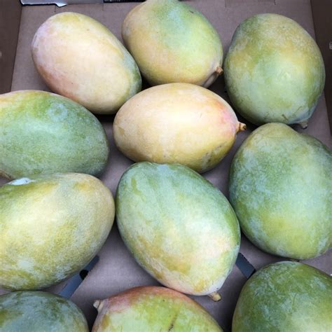 Keitt Mangoes Information Recipes And Facts