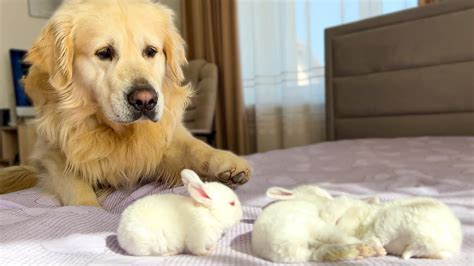 Golden Retriever Meets Tiny Bunnies For The First Time Youtube