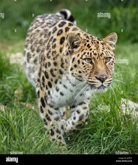 Amur Leopard Cat Running Stock Photo Alamy