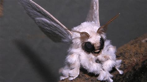 The Cute And Scary Venezuelan Poodle Moth Discvrblog