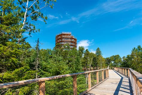 Wooden Elevated Boardwalk And Tower In The Laurentian Boreal Forest