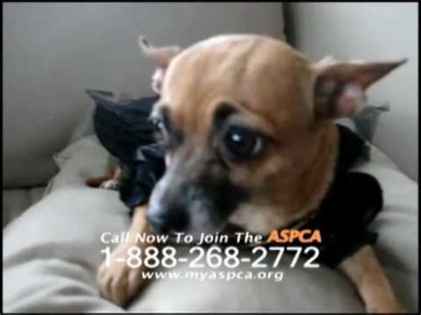 Apr 05, 2018 · if you have a dog, maddie, a commercial by chevrolet, will make you bawl like a baby. Sarah McLachlan ASPCA Ad Against Internet Animal Cruelty ...