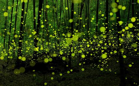 Green Fireflies In The Forest Wallpaper Digital Art Wallpapers 25769