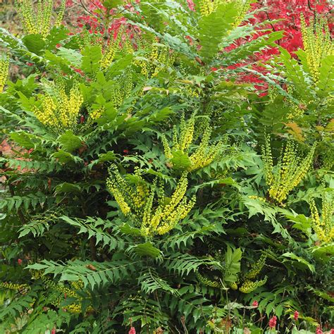 Mahonia Media Winter Sun Oregon Grape Gardenersdream