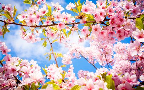 Beautiful Spring Flowering Forest Wallpapers And Images Wallpapers