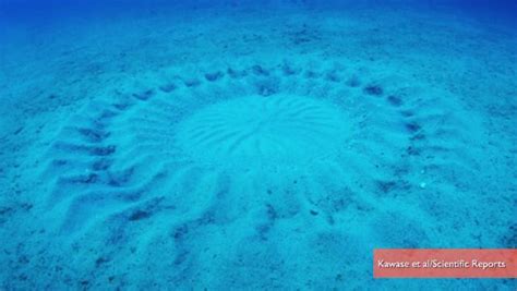 Pufferfish Love Explains Mysterious Underwater Circles Underwater