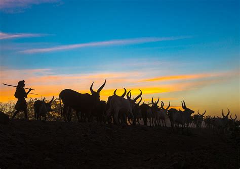 Afar Man With His Cows Back Home At Sunset In Danakil Afambo Ethiopia