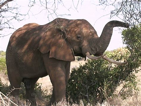 Cactus Tours and Safaris (Mombasa, Kenya): THE ELEPHANT TRUNK