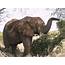 Cactus Tours And Safaris Mombasa Kenya THE ELEPHANT TRUNK