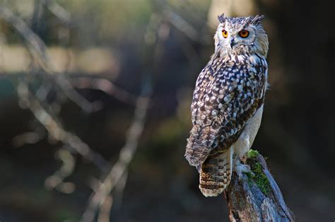European Eagle Owl Wildlife Online