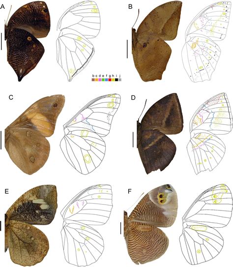 Wing Pattern Diversity In Brassolini Butterflies Nymphalidae