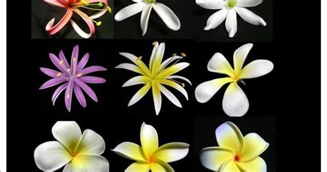 Samoan Sei Flower Flower Culture And Tattoo