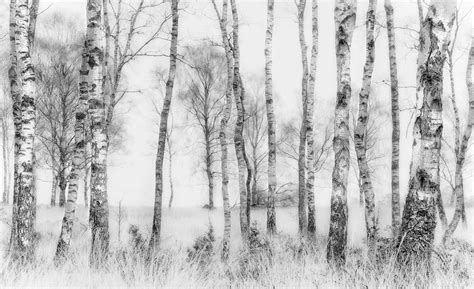 Incredible Black And White Birch Tree Wallpaper 2022