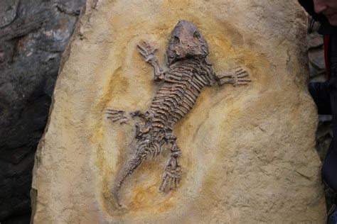 10 Fascinating Fossils With Mysteries Or Rare Features Owlcation