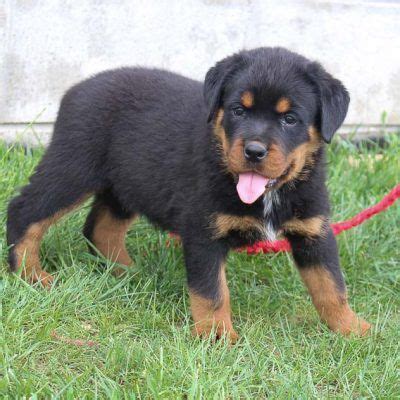 If you find a breeder in fort wayne, indiana or an online advertisement on craigslist advertising a litter of puppies for free or to. Lindsey - AKC Rottweiler puppy for sale in Shipshewana ...