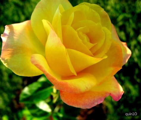 Yellow Peace Rose By Quin10 Redbubble