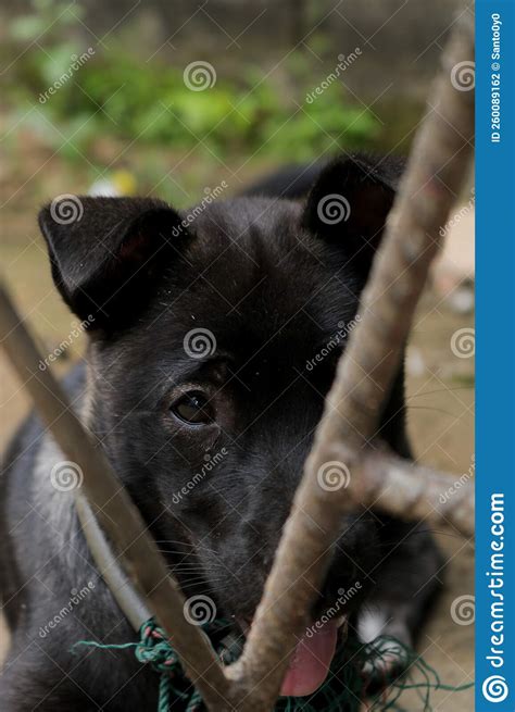 Black Dog Is Looking At The Camera Stock Photo Image Of Portrait