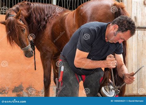 Farrier Work Hot Horseshoe Being Worked With Hammer And Tong Stock
