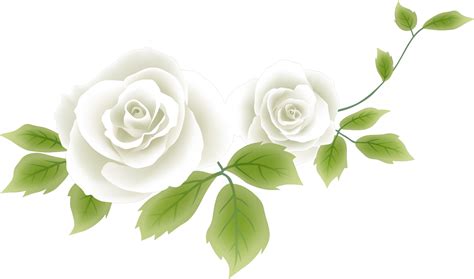 Roses Png Large White Rose Clipart Panda Free Clipart