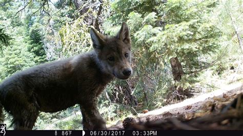2nd Pack Of Gray Wolves Spotted In Northern California The Seattle Times
