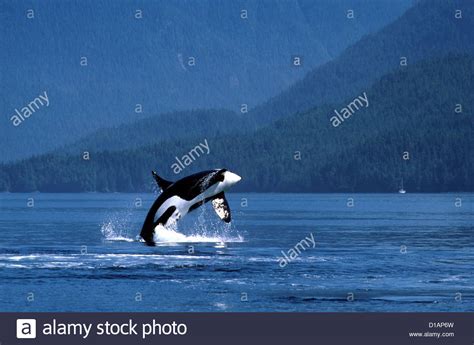 Whale Breaching Hi Res Stock Photography And Images Alamy