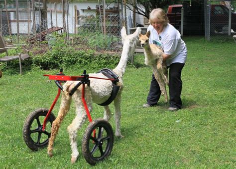 Nurturing News From Inspiration Line Paralyzed Alpacas A