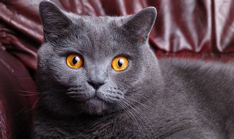 British Shorthair History Personality Appearance Health