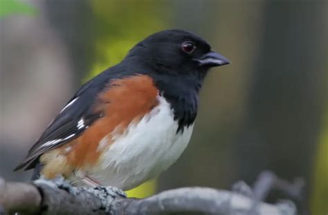 Most Common Birds Of Georgia