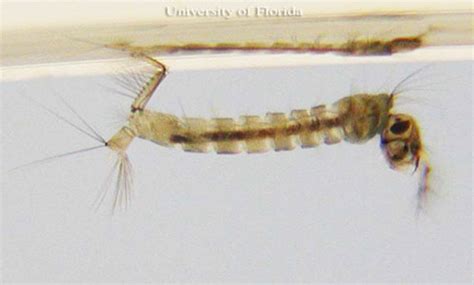 gambar larva culex denah