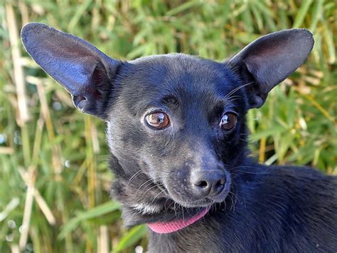 Adopted A037472 My Name Is Chippy I Am A Male Black Chihuahua