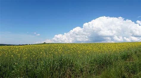 Sky Clouds Meadow Stock Image Image Of Flower Holiday 83128697
