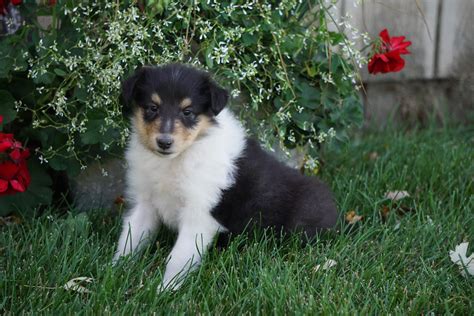 Akc Registered Lassie Collie For Sale Fredericksburg Oh Female Tina