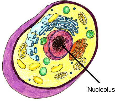 It can vary in size depending on the type of. Nucleolus