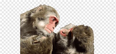 Gorilla Japanese Macaque Rhesus Macaque Primate Monkey Look At Each