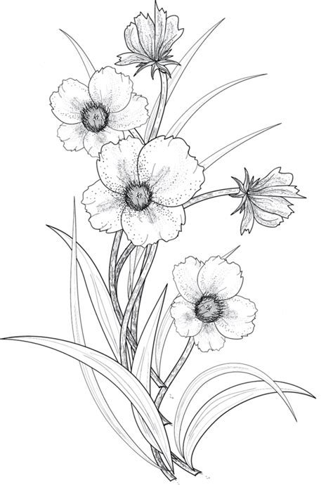 Transparent Flower Drawing Png 라인아트 라인 드로잉 그린 꽃