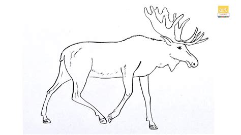 How To Draw A Moose Drawing Step By Step Ii Draw A Moose Drawing Ii