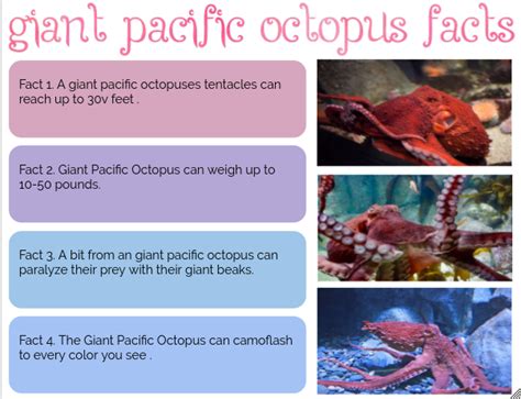 Elijah Pt England School Giant Pacific Octopus Facts