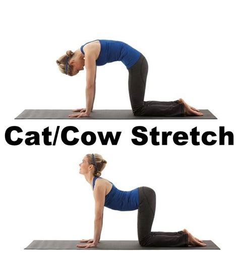 Silent love of cat with cow. Cat Cow Stretch : What's a good home exercise for the ...