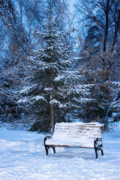 In The Winter Park On The Bench Stock Photo Image Of Winter White