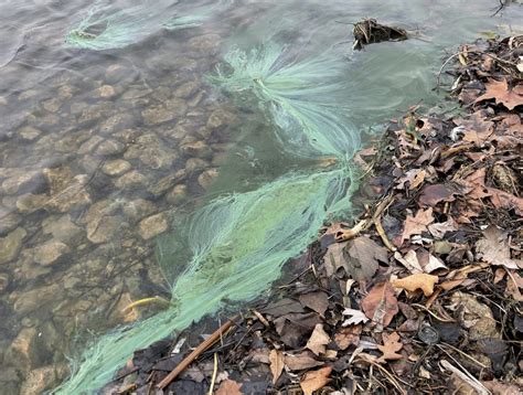 How To Identify Blue Green Algae And What To Do About It