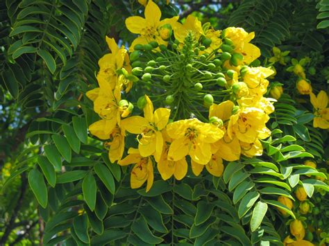 Shelford director of conservation science for the nature conservancy, stands at the western edge of santa please do not bring any plants, seeds or cut flowers onto the island, and check your shoes for weed seeds before walking on the island. Trees of Santa Cruz County: Cassia leptophylla - Gold ...