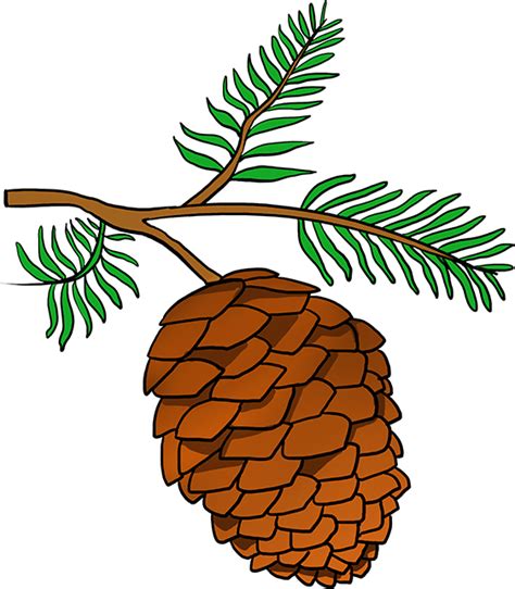 Download How To Draw Pinecone Pine Cone Drawing Easy Clipart