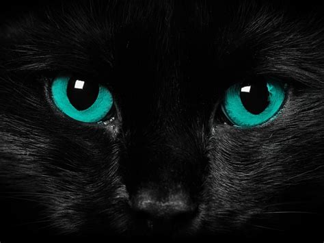 Download Animals Zoo Park Black Cat Eyes Wallpaper Blue Yellow By