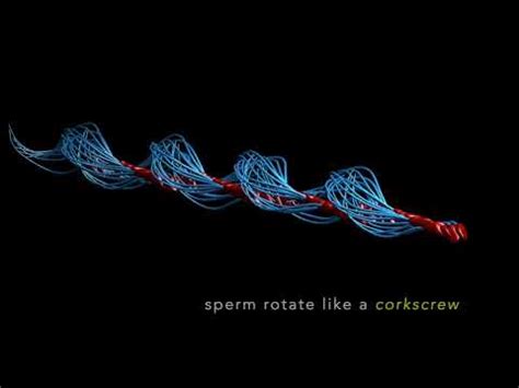 How Human Sperm Really Swim Youtube