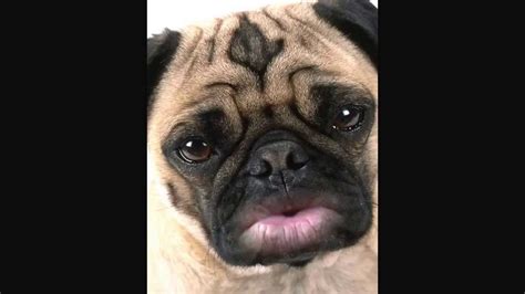Pug Dog With Lips That Barks Video Youtube