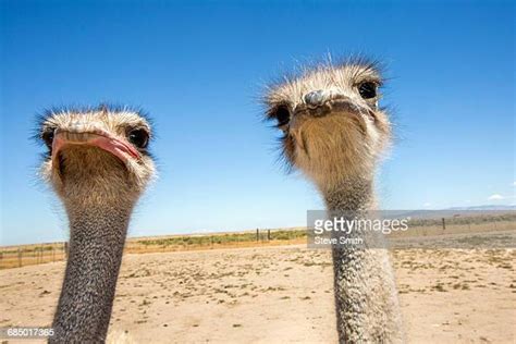Ostrich Meat Photos And Premium High Res Pictures Getty Images