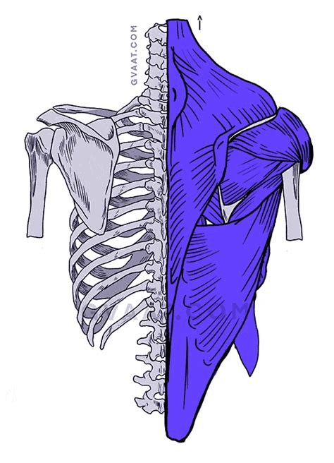 How To Draw The Human Back A Step By Step Construction Guide Artofit